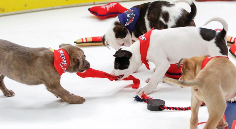 It’s an all-out brawl! Caps Puppy Playoffs