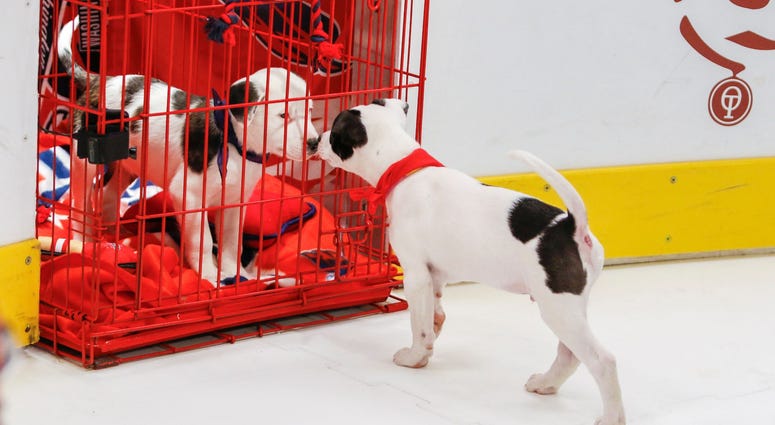 #FreeWilly! Caps Puppy Playoffs