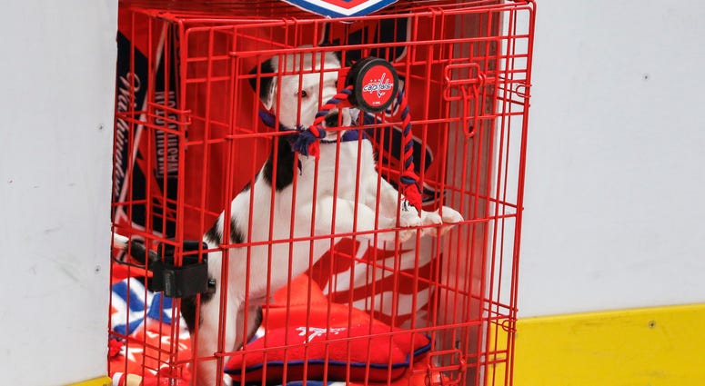 It’s the penalty box for you, buster! Caps Puppy Playoffs