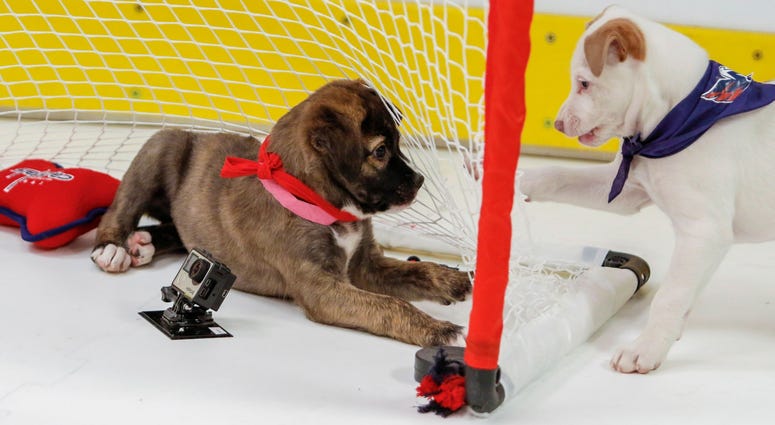 The goalie has lost sight of the puck! Caps Puppy Playoffs