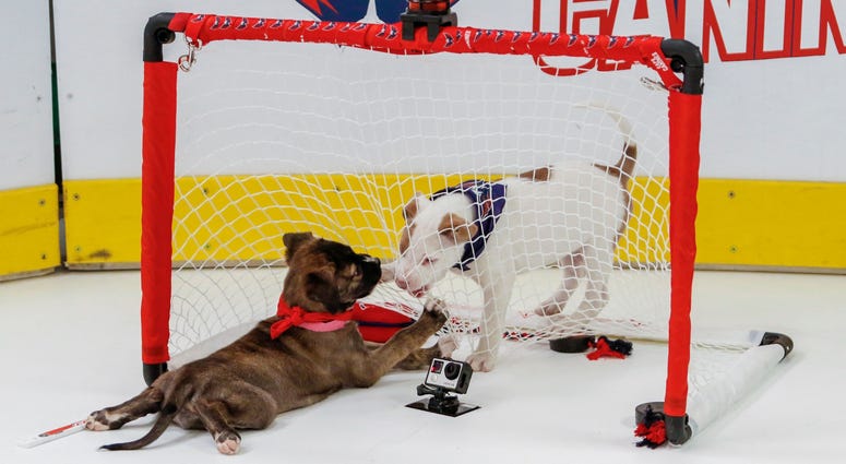 They’re coming after him from all sides! Caps Puppy Playoffs