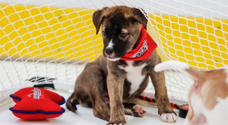 The ruffest goaltender in the league! Caps Puppy Playoffs
