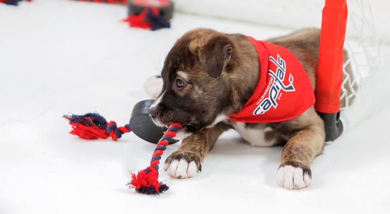 Nothing gets past this guy! Caps Puppy Playoffs