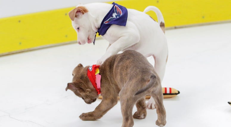 Defense wins championships! Caps Puppy Playoffs