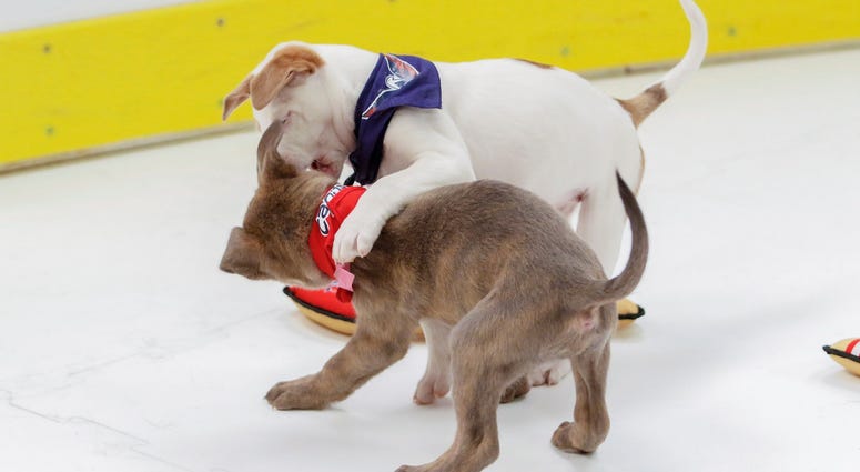 His bite is bigger than his bark! Caps Puppy Playoffs