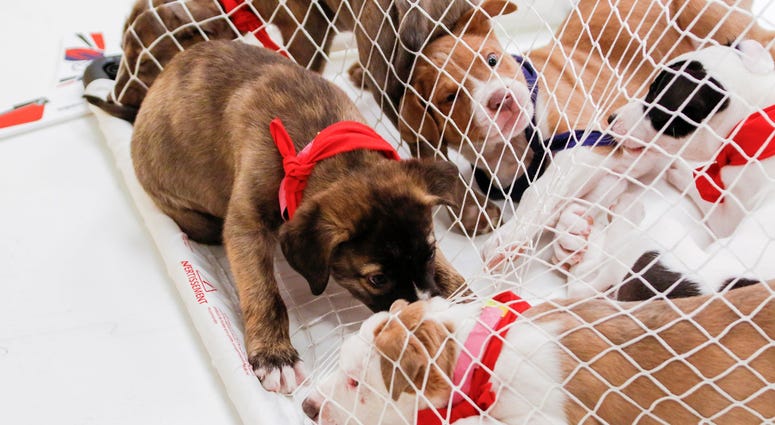Playoff-caliber net protection! Caps Puppy Playoffs