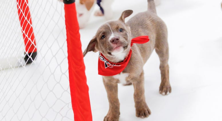 Caps Puppy Playoffs Caps Puppy Playoffs