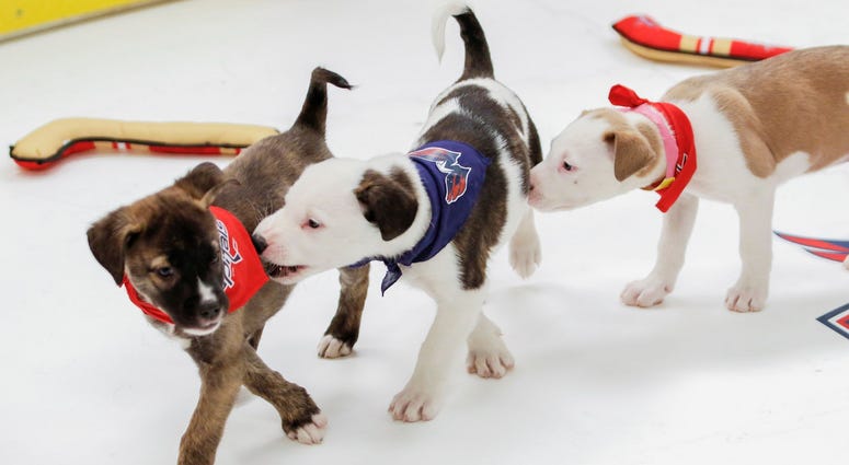 They’re getting chippie on the ice! Caps Puppy Playoffs