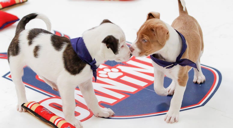 Team bonding! Caps Puppy Playoffs