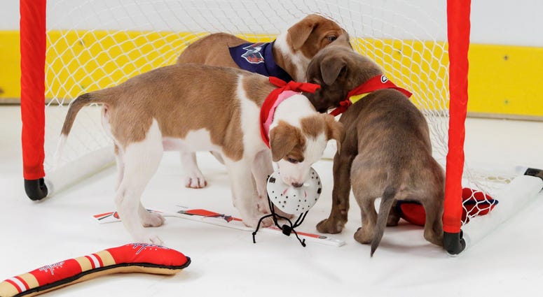 Dirty goal! Caps Puppy Playoffs