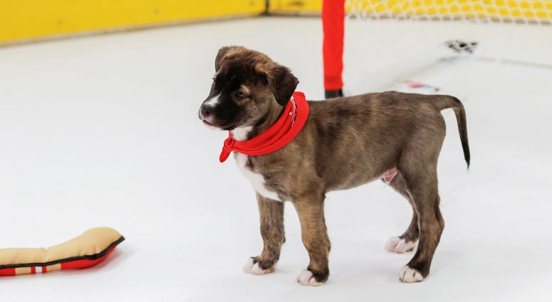 A man on an island! Caps Puppy Playoffs