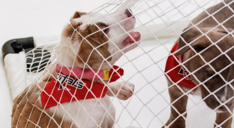 Interference! Caps Puppy Playoffs