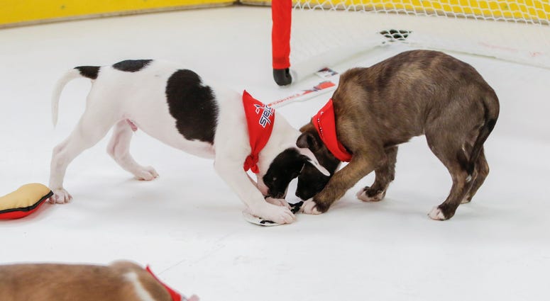 Caps Puppy Playoffs Caps Puppy Playoffs