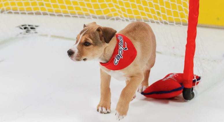 Caps Puppy Playoffs Caps Puppy Playoffs