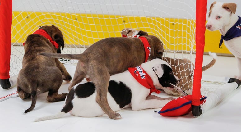 Nothing gets through! Caps Puppy Playoffs