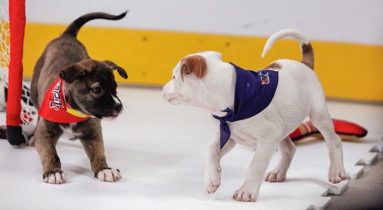 Taking on all comers! Caps Puppy Playoffs