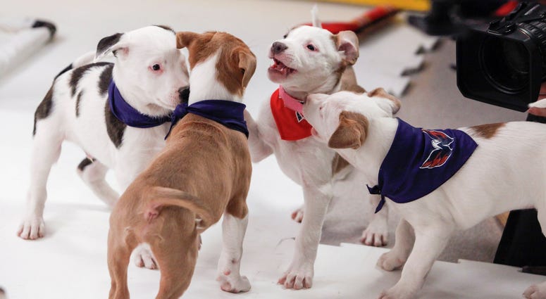 Swarming defense! Caps Puppy Playoffs