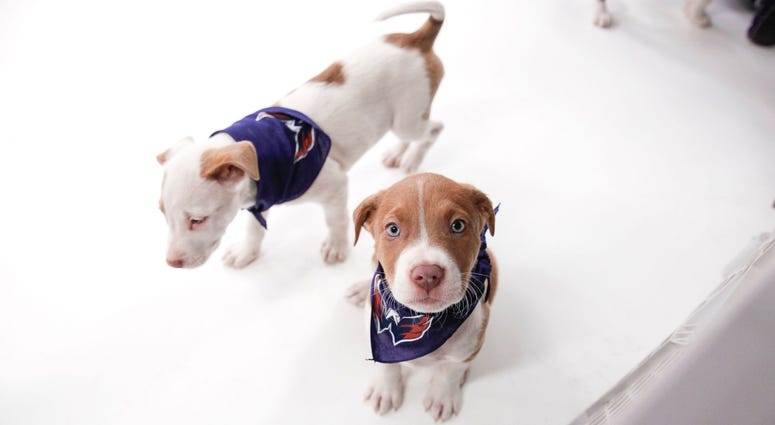 Caps Puppy Playoffs Caps Puppy Playoffs