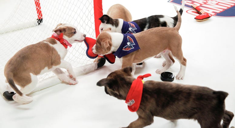 The puck is loose! Caps Puppy Playoffs