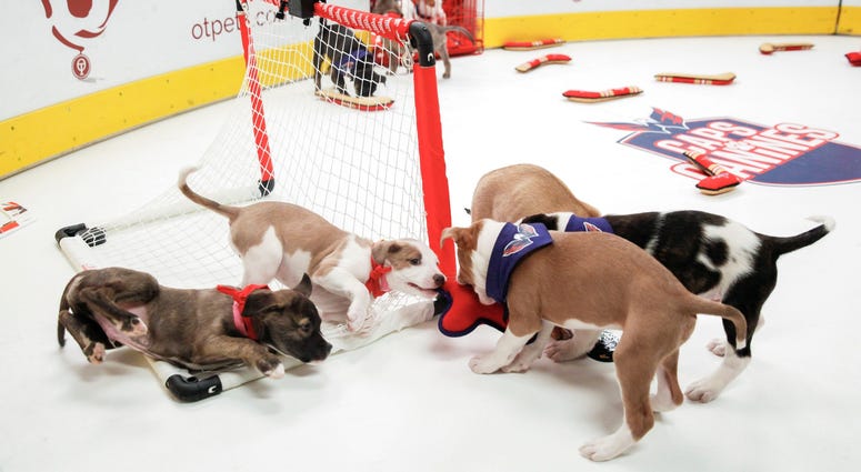 Crashing the net! Caps Puppy Playoffs