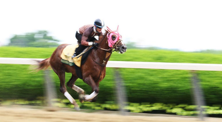 Master Fencer prepares to run in the Belmont Stakes. In Belmont Stakes, don't pass on Japan's Master Fencer.