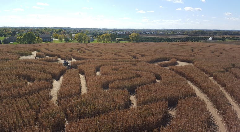 Corn Maze corn_maze