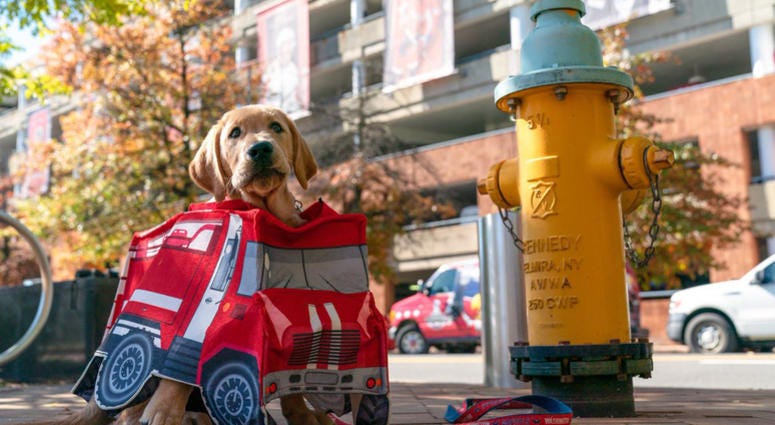 Let's press 'paws' on that fire! Caps Captain Dog