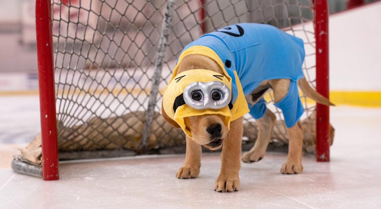 No Minion stands out quite like this cute little Minion! Caps Captain Dog