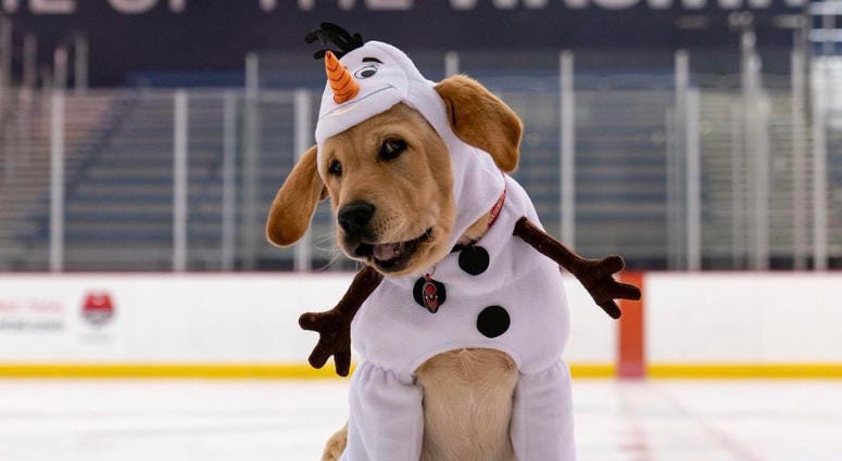 Is that Disney's Olaf or Olaf Kolzig? We can't be sure! Capitals Captain Dog