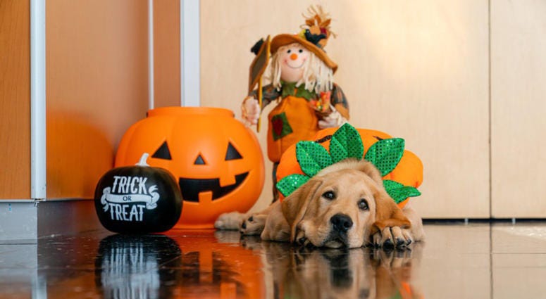 All that Halloween candy has Captain all tuckered out! Capitals Captain Dog