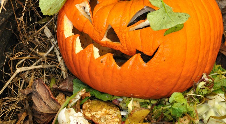 5 Ways to Recycle Your Halloween Pumpkins Old Jack-O-Lantern in a compost bin