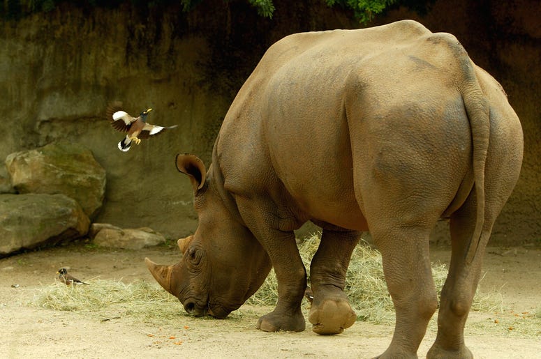 Zoo Miami Has A Birthday Boy Darlene Evans