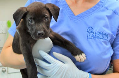 Humane Society Broward Needs Newspaper Humane Society Broward Needs Newspaper