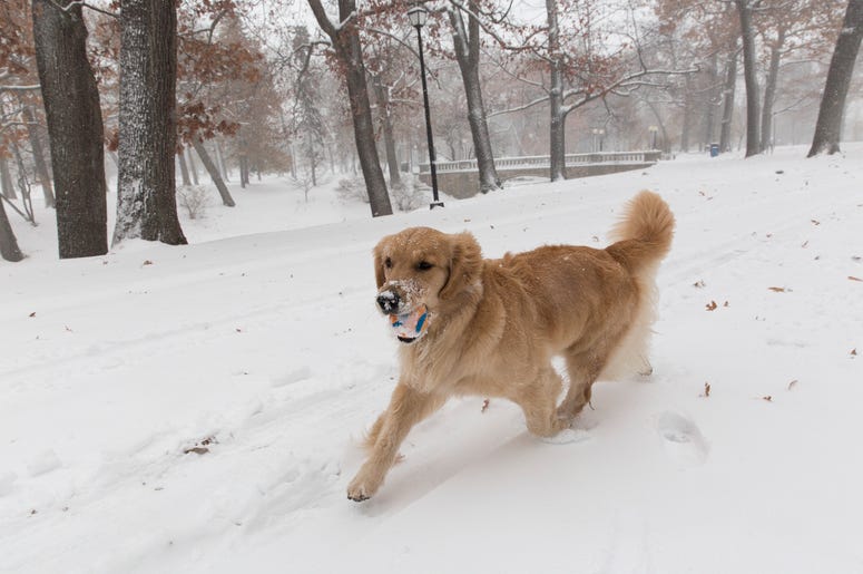 GOLDEN RETRIEVER