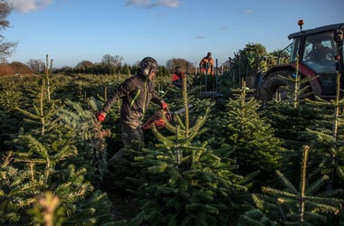 Christmas Trees