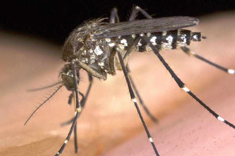 Mosquito