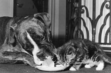 DOG & KITTEN