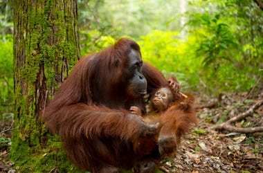 Orangutan