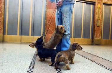 Dog and Elevator