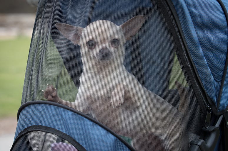 CHIHUAHUA