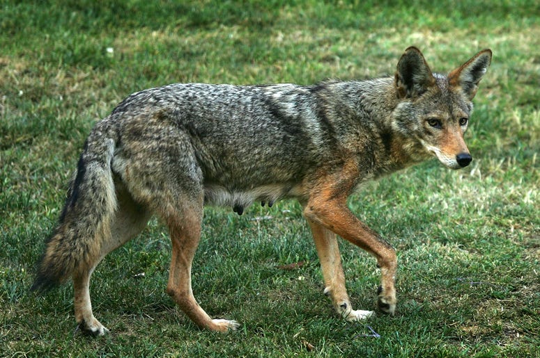 COYOTE