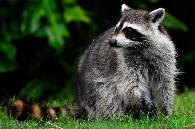 RACCOON