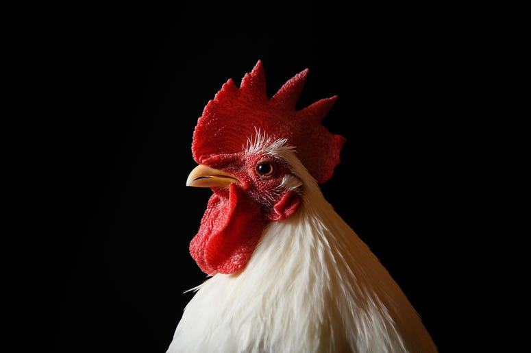 Chicken Darlene Evans