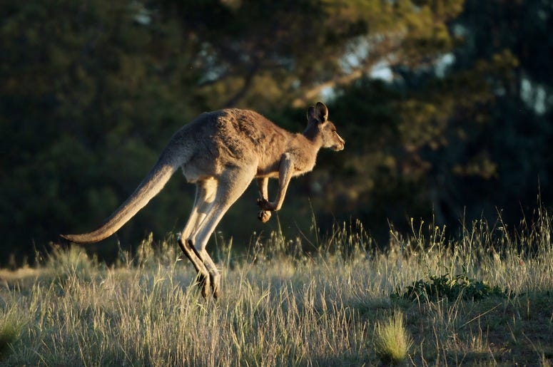 Kangaroo