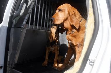 "Uber Pet" Lets You Bring Your Fur Baby On The Ride "Uber Pet" Lets You Bring Your Fur Baby On The Ride