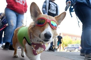 Dog Dances To House Of Pain's "Jump Around" Dog Dances To House Of Pain's "Jump Around"