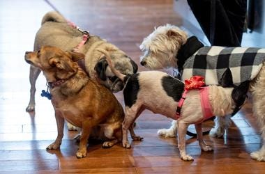 Most Popular Dog Names Of 2019 Most Popular Dog Names Of 2019