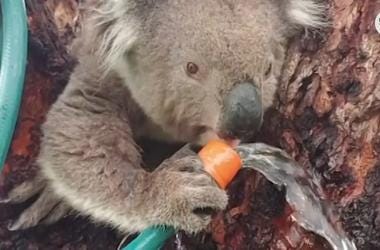Meet Oz At Palm Beach Zoo To Raise Money For Koala's Meet Oz At Palm Beach Zoo To Raise Money For Koala's