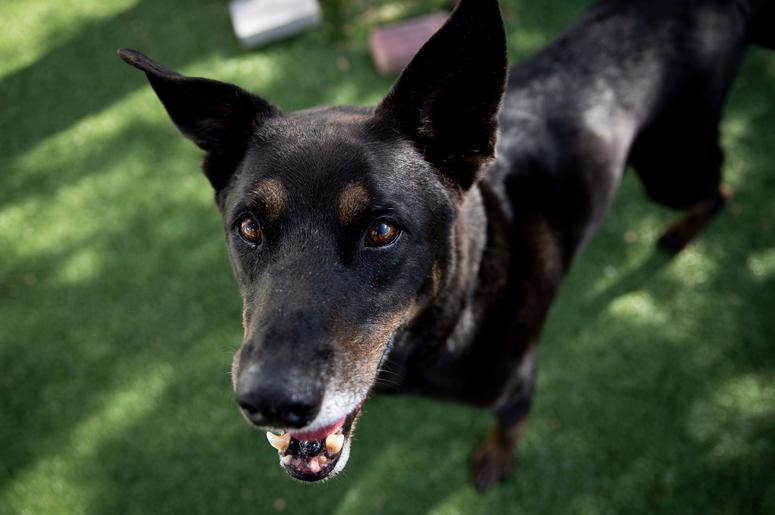 New Way To Calculate Dogs Age New Way To Calculate Dogs Age