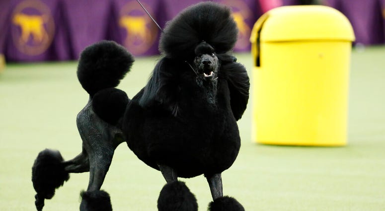 Siba, the standard poodle, competes for Best in Show during the 144th Westminster Kennel Club dog show, Tuesday, Feb. 11, 2020, in New York. (AP Photo/John Minchillo)